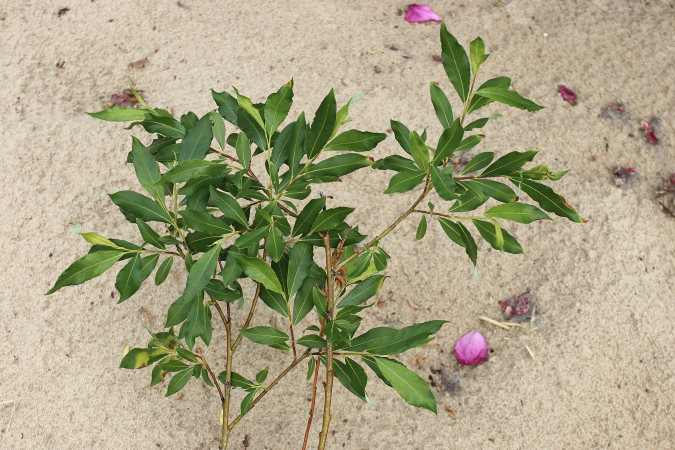 Image of Salix phylicifolia specimen.