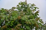 Rhus chinensis. Часть кроны взрослого дерева. Китай, провинция Хунань, гора Тяньмэнь, опушка смешанного леса. 09.06.2024.