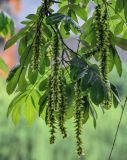 Pterocarya stenoptera. Верхушка ветви с соплодиями. Китай, провинция Хунань, г. Фэнхуан, берег реки. 04.06.2024.