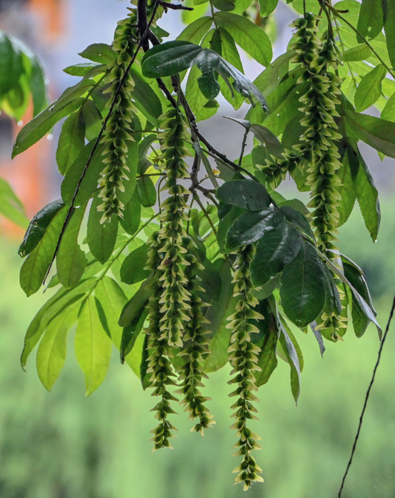 Image of Pterocarya stenoptera specimen.