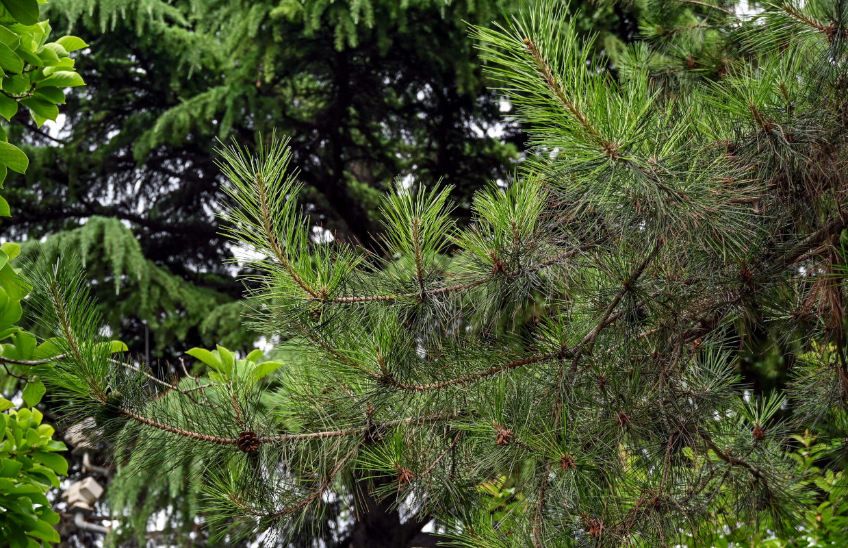 Image of Pinus tabuliformis specimen.