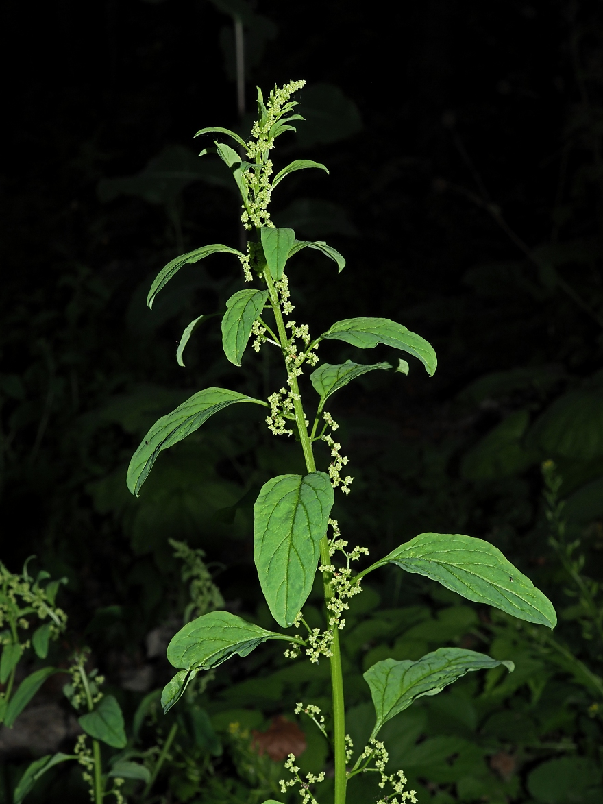 Image of Lipandra polysperma specimen.