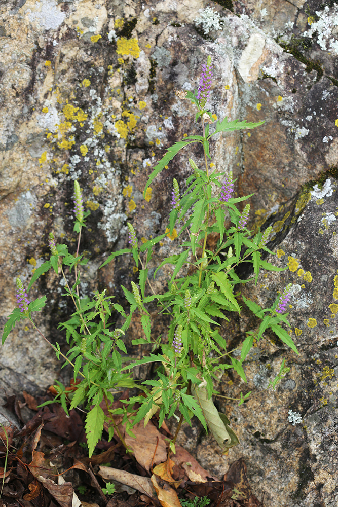 Image of Elsholtzia serotina specimen.