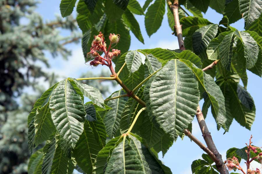 Image of Aesculus pavia specimen.