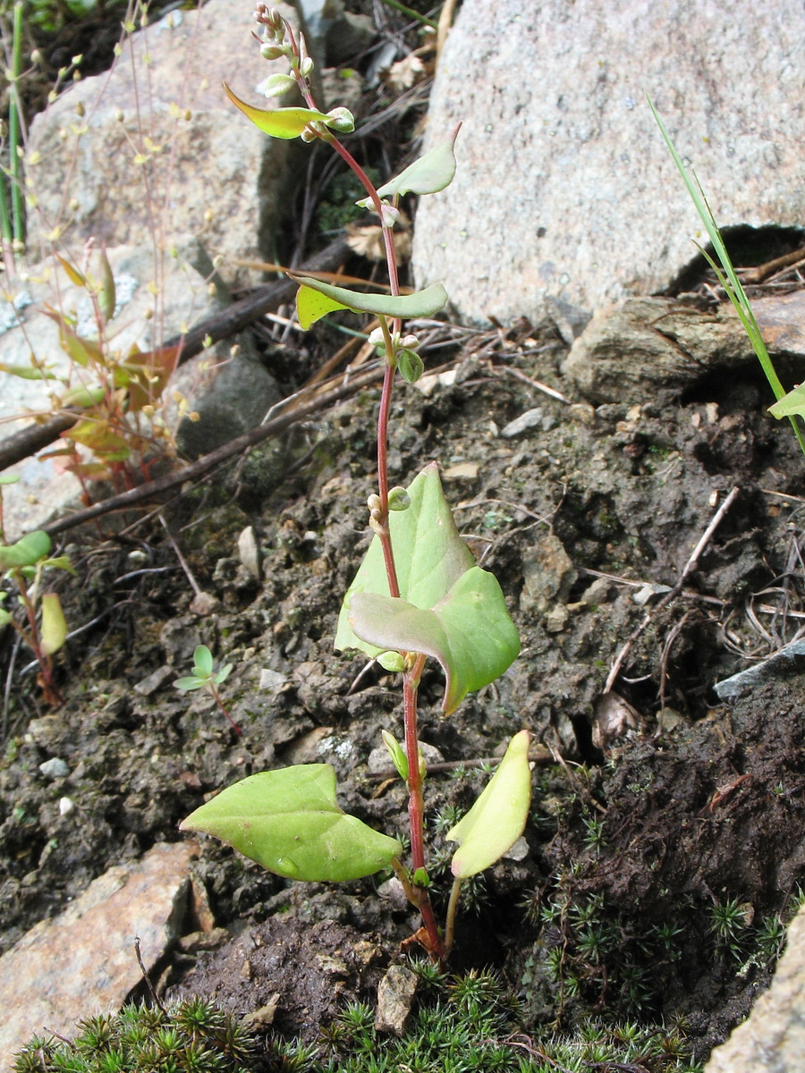 Image of Fallopia convolvulus specimen.