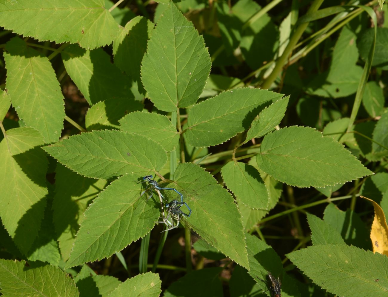 Image of Aegopodium podagraria specimen.