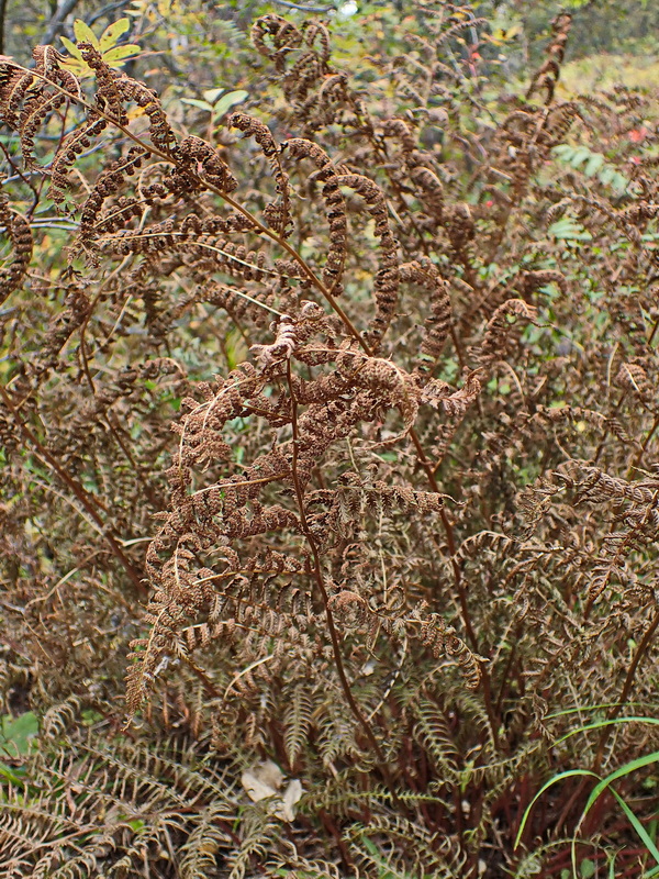 Изображение особи род Athyrium.