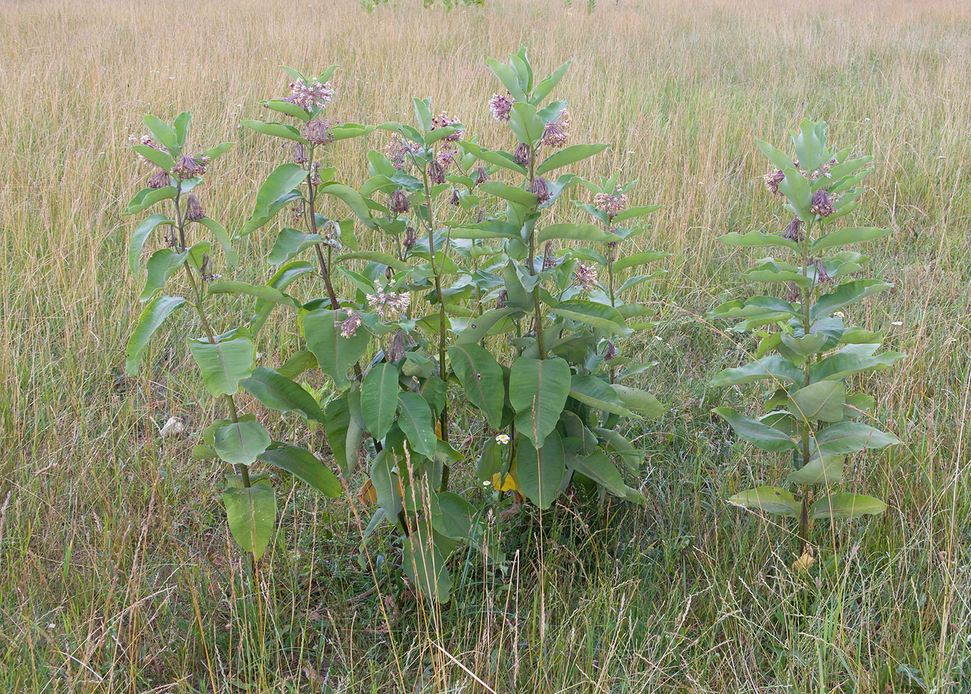 Image of Asclepias syriaca specimen.