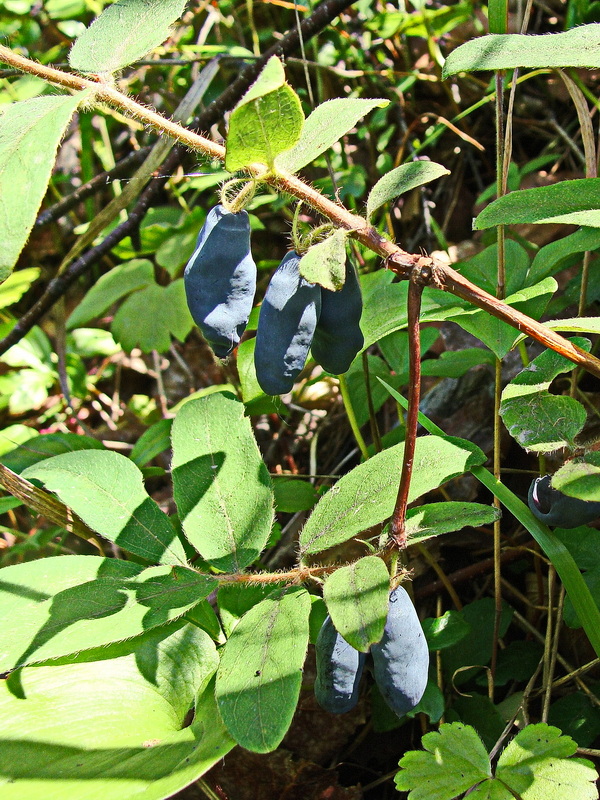 Image of Lonicera edulis specimen.