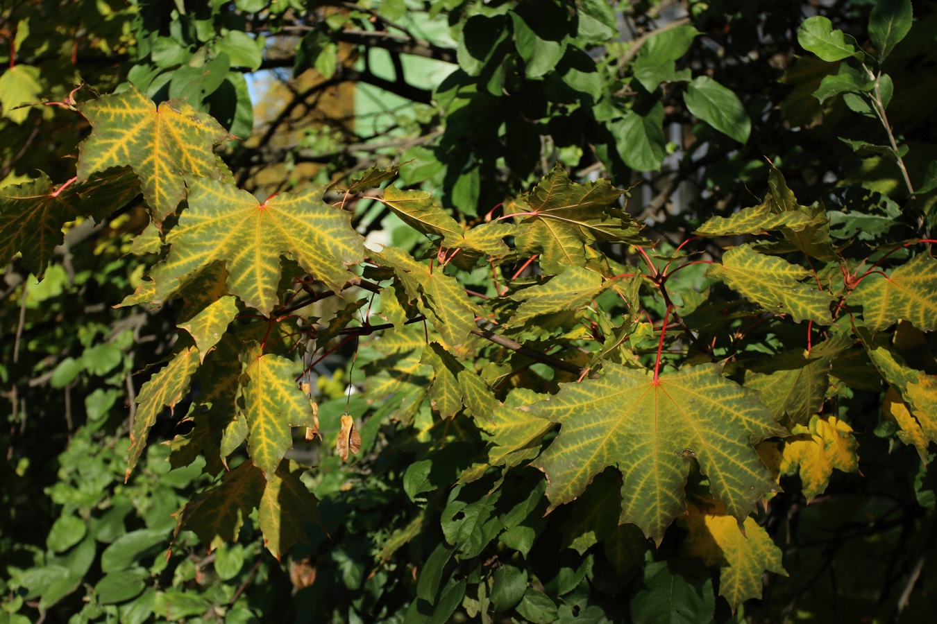 Image of Acer platanoides specimen.