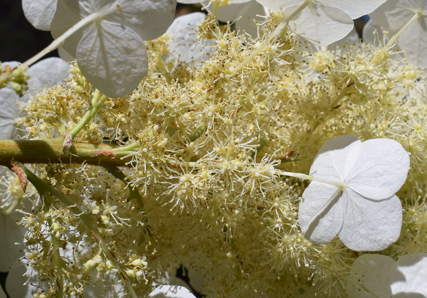 Image of Hydrangea quercifolia specimen.