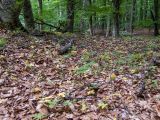 Cardamine quinquefolia. Вегетирующие растения. Крым, городской округ Алушта, окр. Ангарского перевала, буковый лес. 27.05.2024.