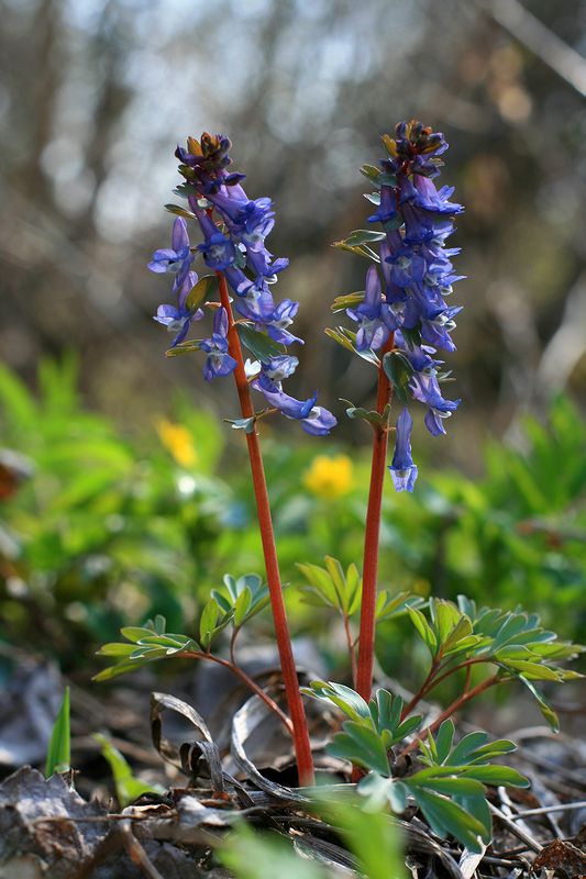 Image of Corydalis solida specimen.