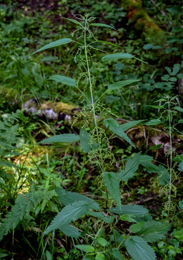 Image of Urtica dioica specimen.