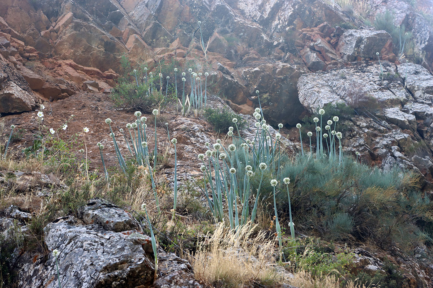 Image of Allium pskemense specimen.