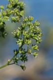 Thalictrum flavum. Часть незрелого соплодия. Беларусь, Витебская обл., окр. пос. Езерище, берег оз. Езерище у дендрария, травяно-кустарниковые заросли рядом с площадкой для отдыха. 11.07.2024.