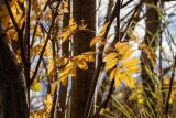 Sorbus aucuparia подвид glabrata. Листья в осенней окраске. Мурманск, Октябрьский р-н, окр. оз. Среднее, смешанный лес с доминированием Betula. 30.09.2024.