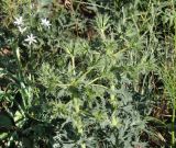 Eryngium campestre. Верхушка зацветающего растения. Республика Крым, Ленинский р-н, окр. с. Курортное, степь. 12.06.2021.