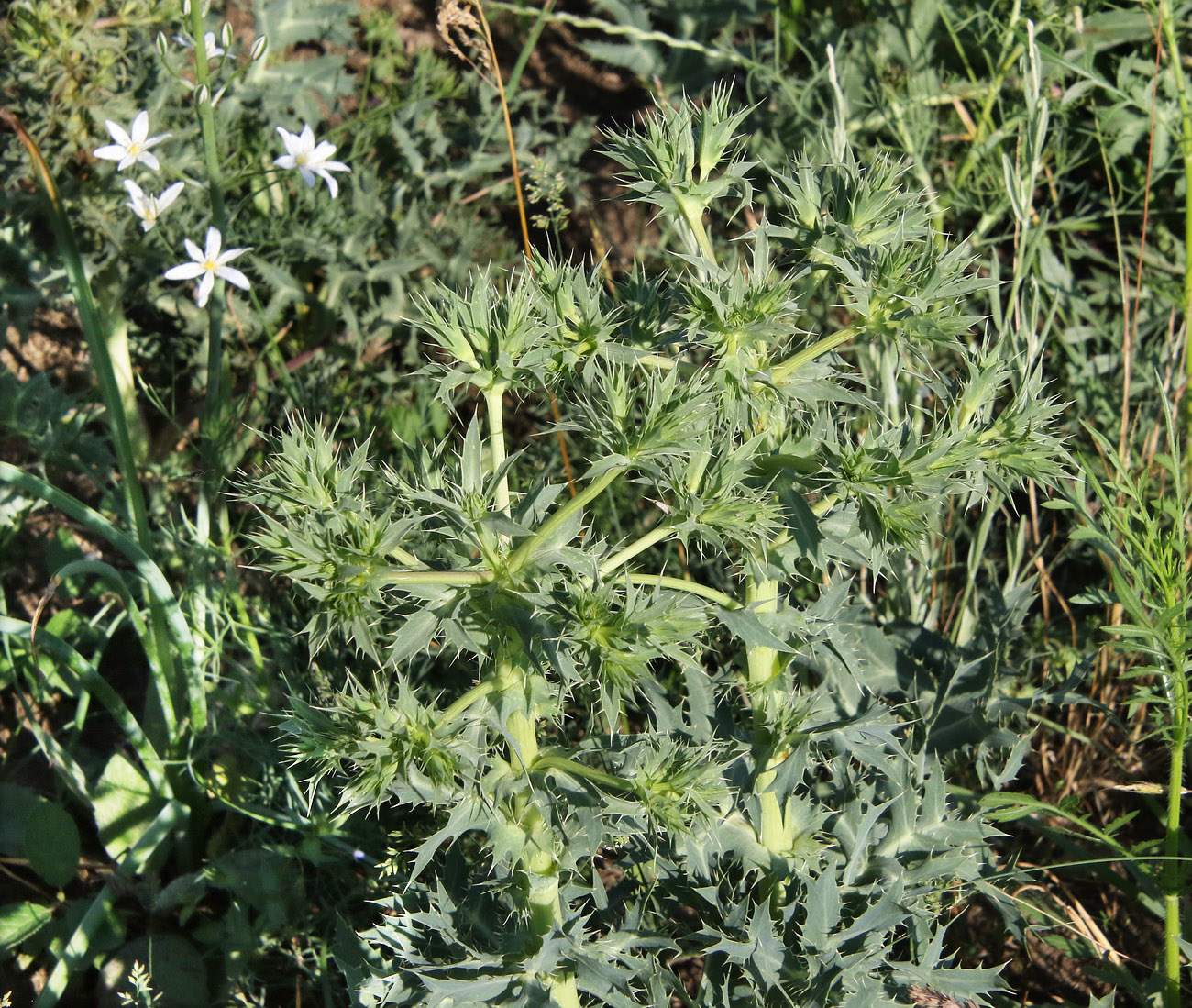 Изображение особи Eryngium campestre.