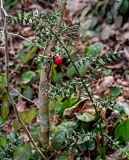 Ruscus aculeatus. Верхушка плодоносящего растения. Краснодарский край, Сочи, Хостинский р-н, гора Ахун, широколиственный лес. 14.03.2025.