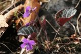 Viola variegata
