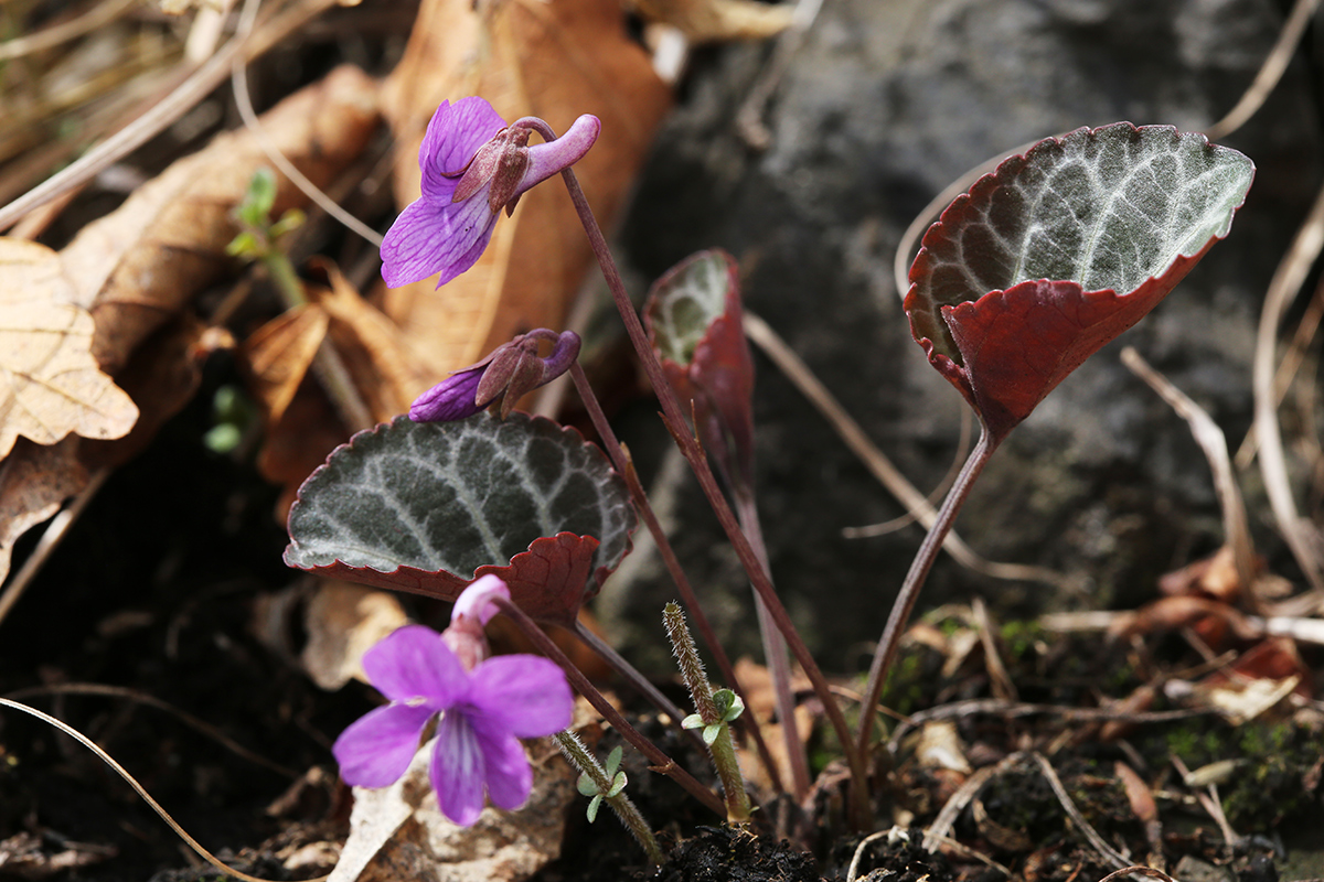 Изображение особи Viola variegata.