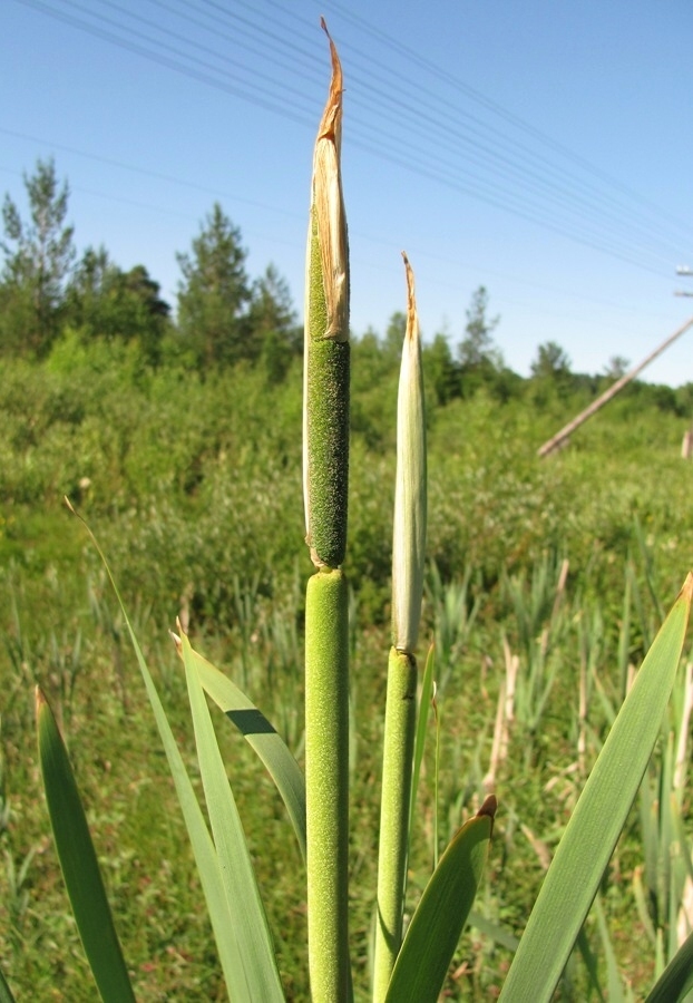 Изображение особи Typha latifolia.