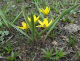 View full-size image Tulipa dasystemonoides