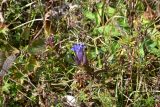 View full-size image Gentiana septemfida