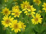 Arnica sachalinensis