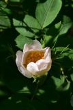 View full-size image genus Rosa