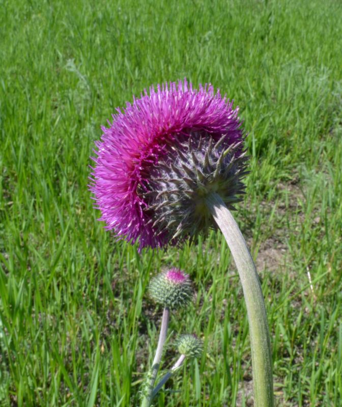 Image of Carduus uncinatus specimen.