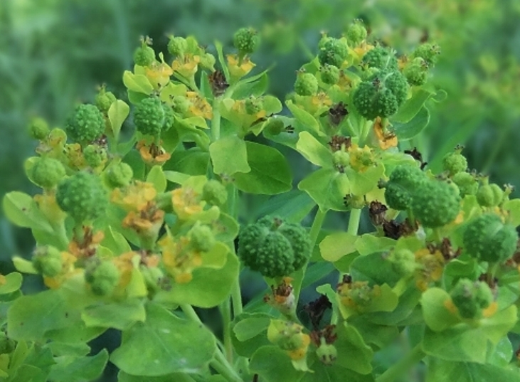 Image of Euphorbia iberica specimen.