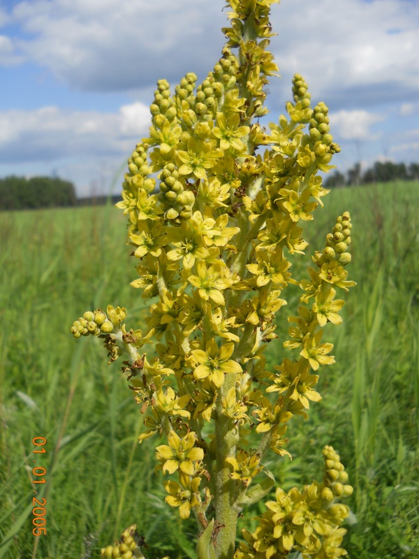 Image of Veratrum lobelianum specimen.