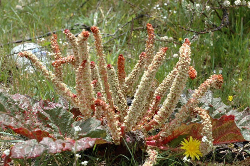 Image of Rheum spiciforme specimen.