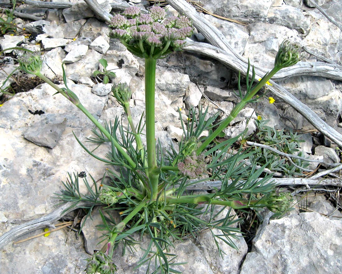 Image of Seseli lehmannii specimen.