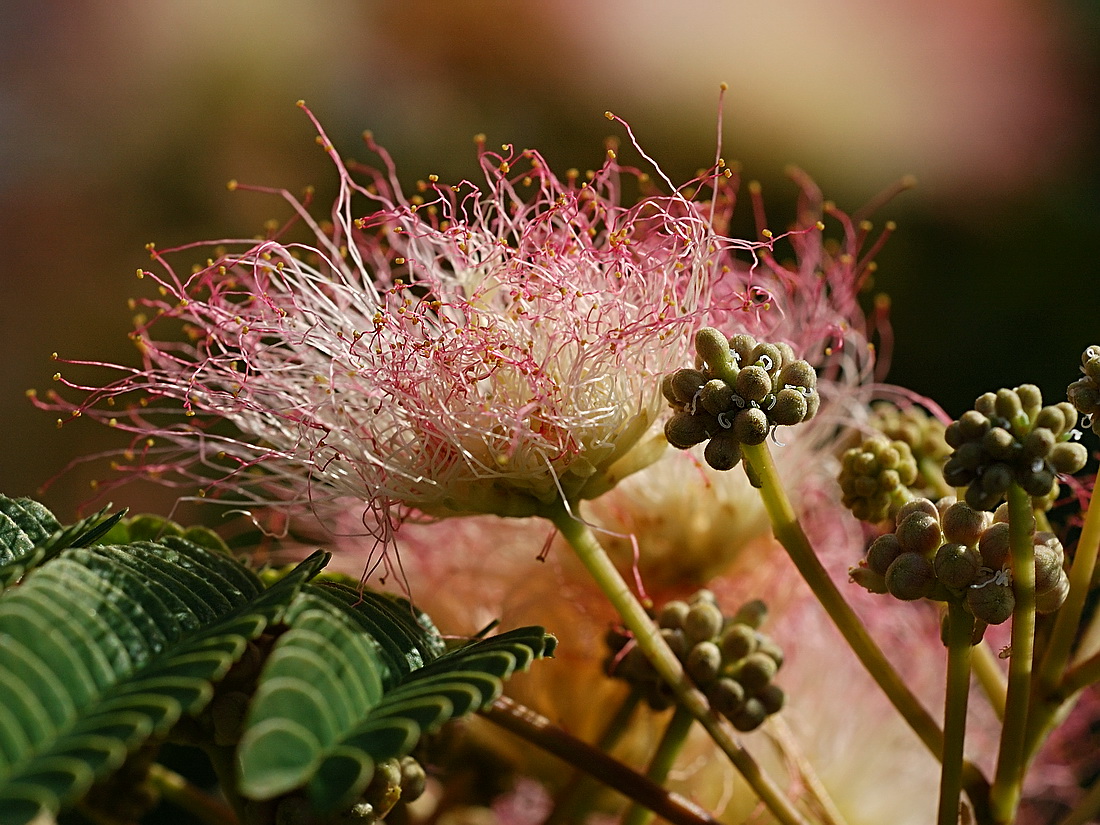 Изображение особи Albizia julibrissin.