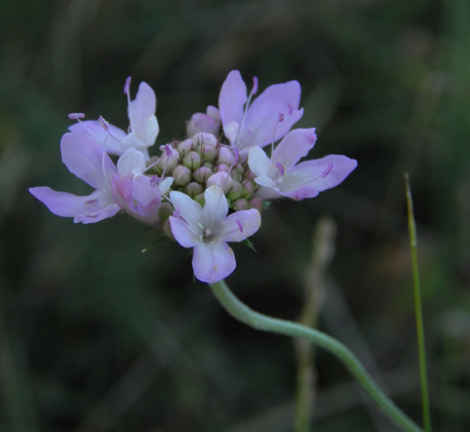 Image of Scabiosa columbaria specimen.