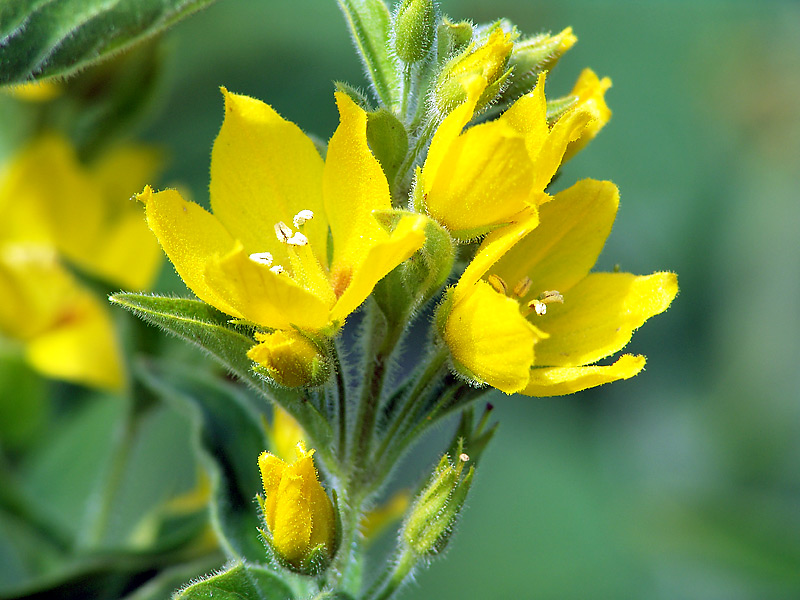 Image of Lysimachia vulgaris specimen.