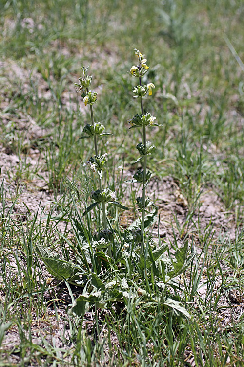 Image of Phlomoides labiosa specimen.