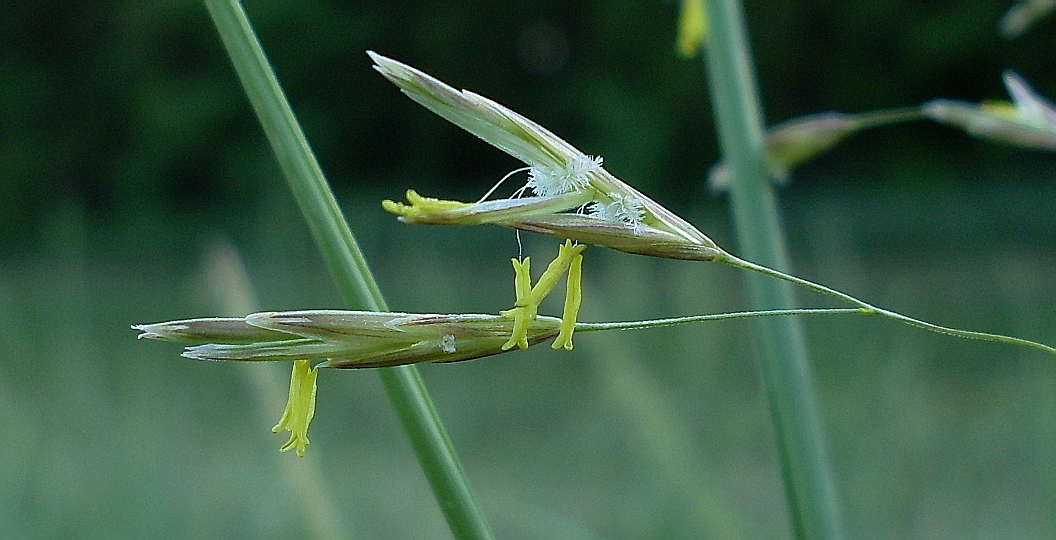 Изображение особи Bromopsis inermis.