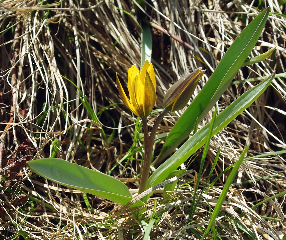 Image of Tulipa dasystemon specimen.