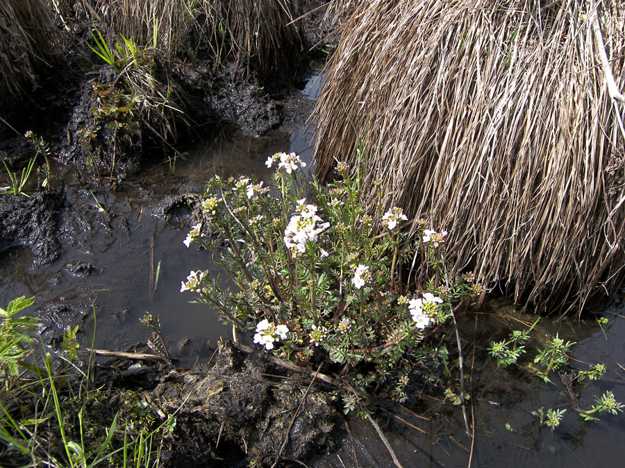 Image of Cardamine uliginosa specimen.