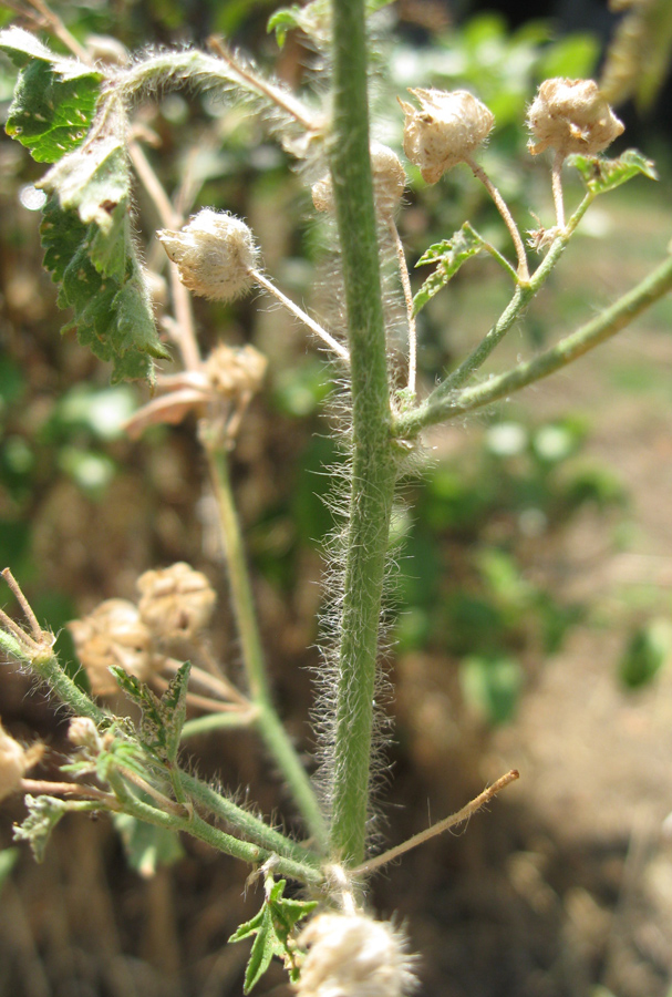 Image of Malva erecta specimen.