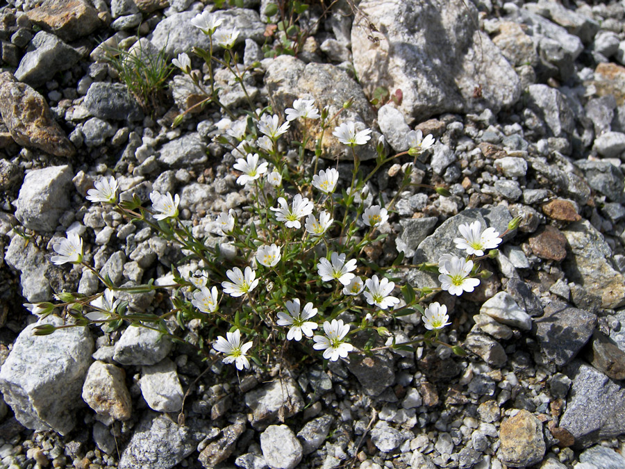 Image of Dichodon cerastoides specimen.