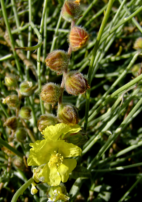 Изображение особи Helianthemum stipulatum.