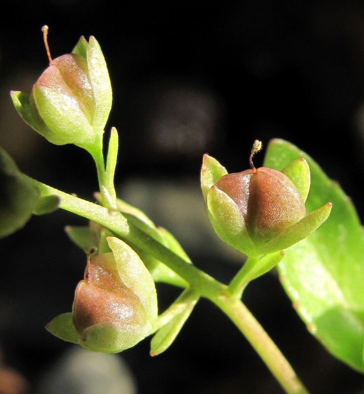 Image of Veronica beccabunga specimen.