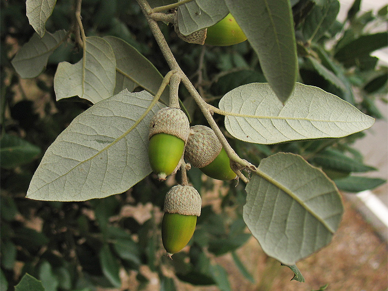 Image of Quercus ilex specimen.