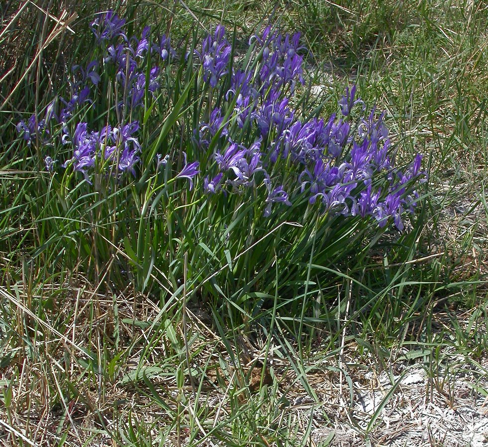 Изображение особи Iris pallasii.