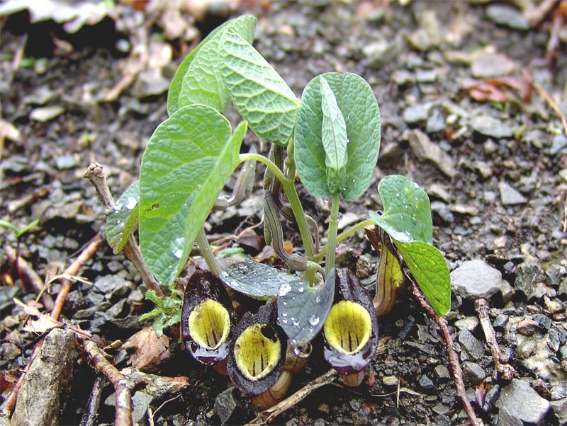 Изображение особи Aristolochia steupii.